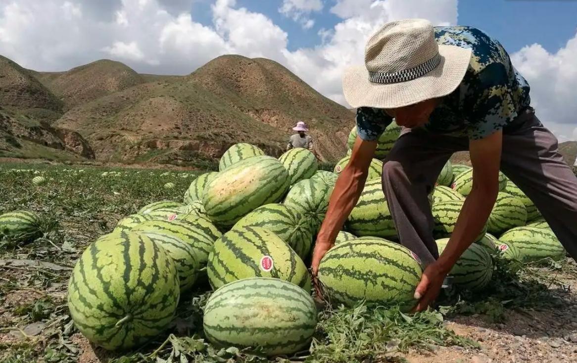 种西瓜机器多少钱一个_西瓜种植铺就致富路_西瓜种植致富机