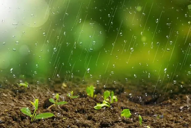 春红薯种植时间和技术_红薯种植时间和方法_红薯的栽种时间