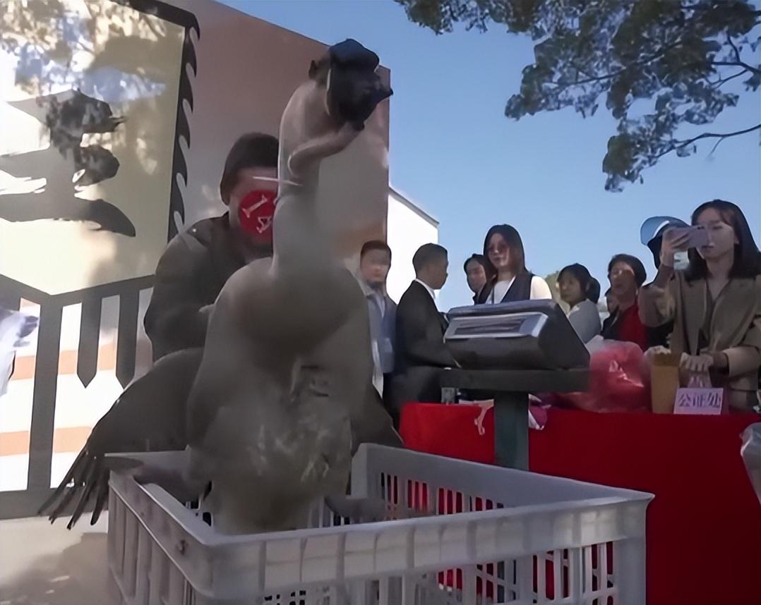 鹅养殖前景_养殖老鹅致富_鹅养殖项目