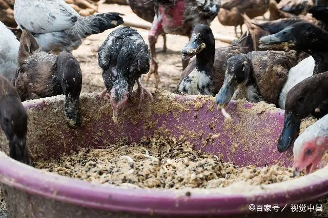 鸭泥养殖技术视频_鸭泥是什么_泥鸭养殖技术