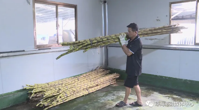 甘蔗种植宣传_甘蔗种植项目方案_甘蔗种植致富简讯