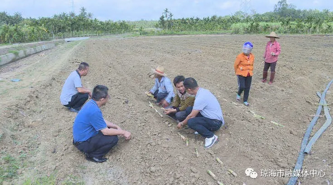 甘蔗种植宣传_甘蔗种植致富简讯_甘蔗种植项目方案