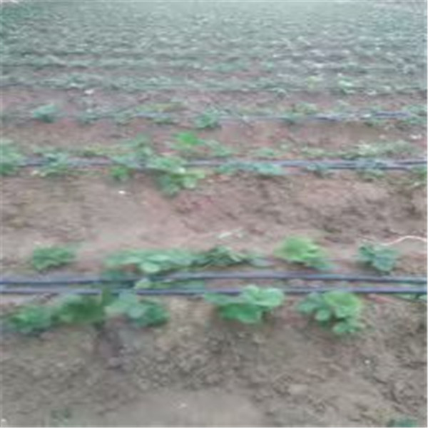 京郊小白草莓苗技术，无锡如何挑选