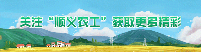【致富能手】马自力：草莓种植“开启”农民致富路
