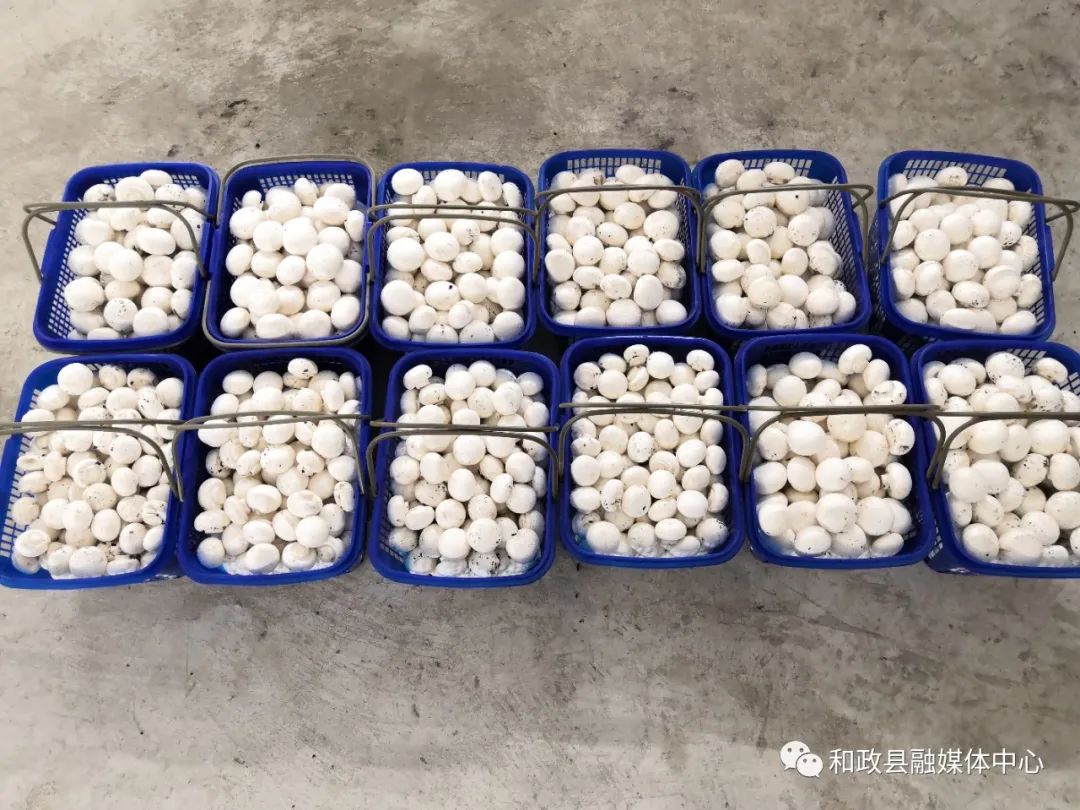 种植双孢茹技术_茹子的种植_蘑茹菌包种植视频