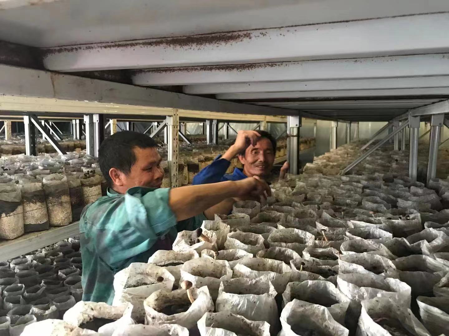 农民丰收｜江西赣州赣县区：茶树菇撑起致富伞