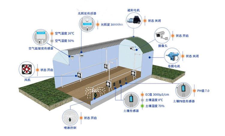 大棚毛桃种植视频技术_大棚毛桃养殖技术_大棚毛桃早熟品种