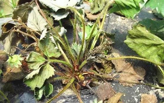 种植姜教学视频大全_姜的种植技术视频播放_大姜种植技术视频大全