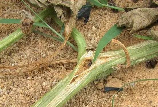 种植姜教学视频大全_姜的种植技术视频播放_大姜种植技术视频大全