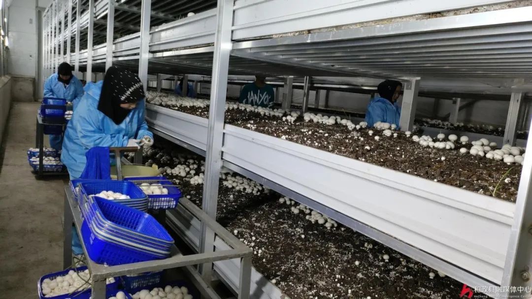 种植双孢茹技术_菇类种植技术视频_菇种植方法