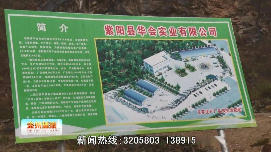 致富经艾草_艾草赚钱吗_艾草产业怎么做最挣钱