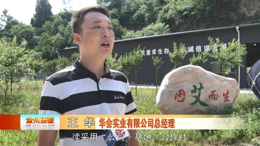 艾草赚钱吗_艾草产业怎么做最挣钱_致富经艾草