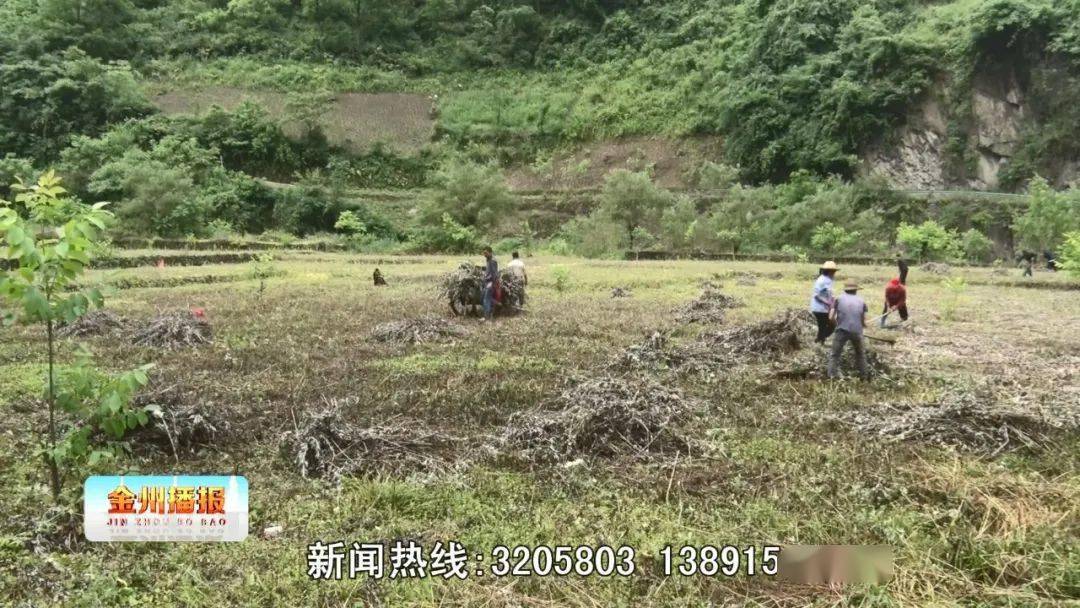 致富经艾草_艾草赚钱吗_艾草产业怎么做最挣钱