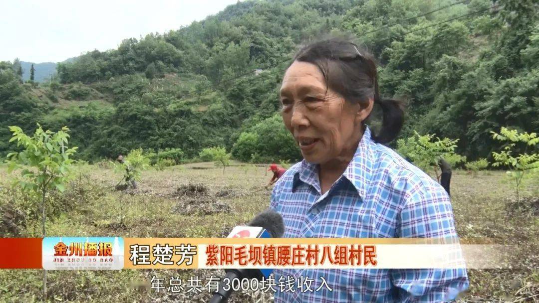 艾草产业怎么做最挣钱_致富经艾草_艾草赚钱吗