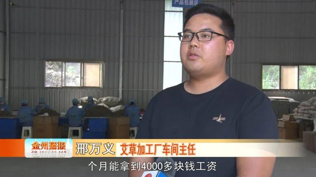 致富经艾草_艾草赚钱吗_艾草产业怎么做最挣钱