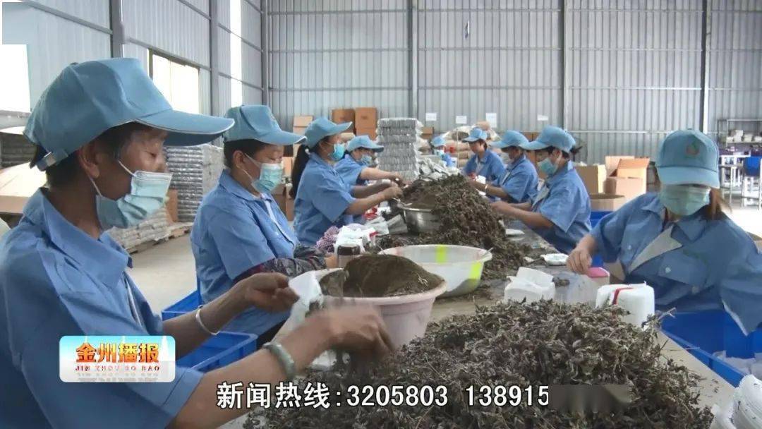 致富经艾草_艾草产业怎么做最挣钱_艾草赚钱吗