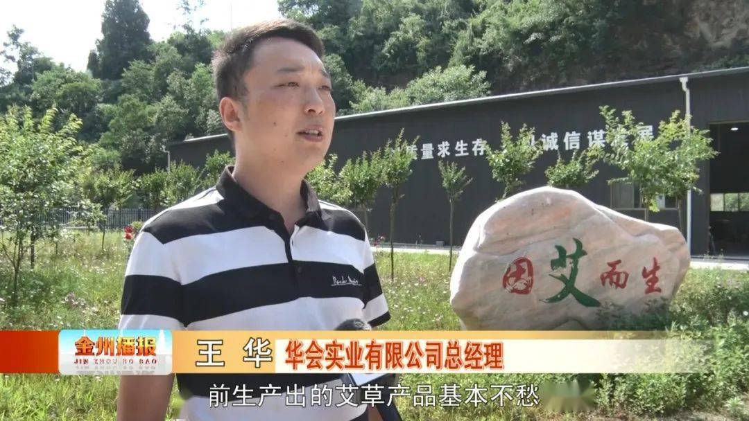 艾草产业怎么做最挣钱_艾草赚钱吗_致富经艾草