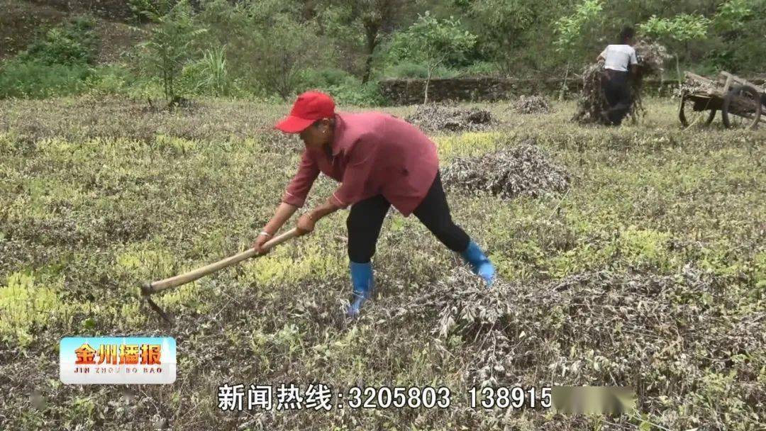 致富经艾草_艾草产业怎么做最挣钱_艾草赚钱吗