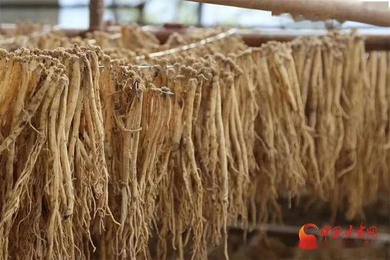 当归种植利润_致富当归种植农民视频_当归农民种植致富