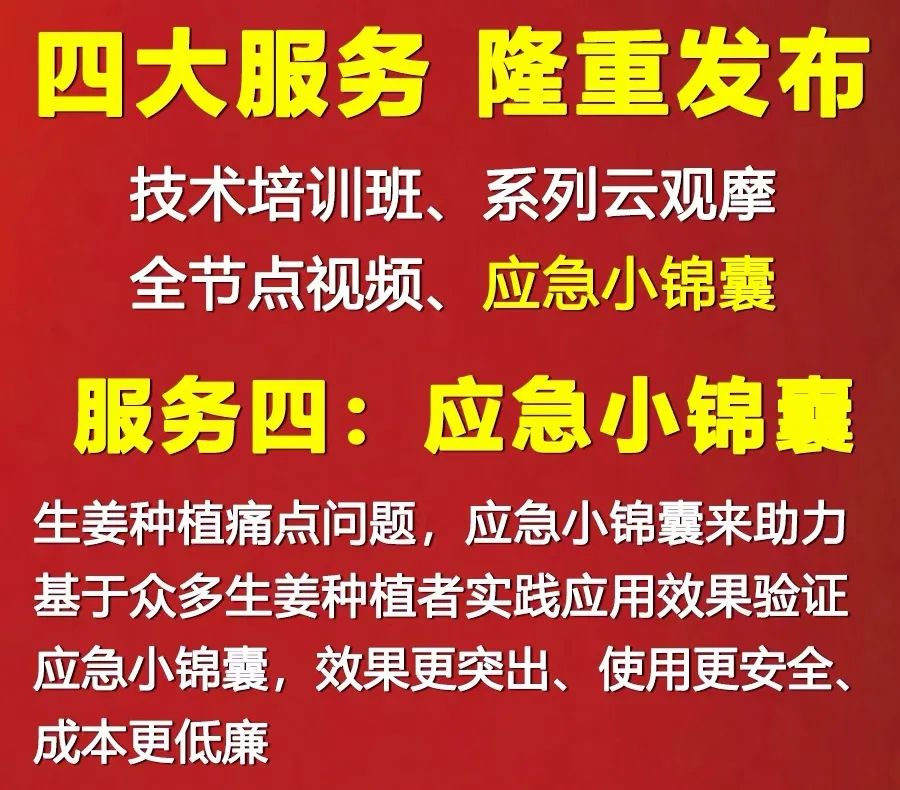 种植姜的技术视频_大姜种植技术视频大全_种姜教程视频