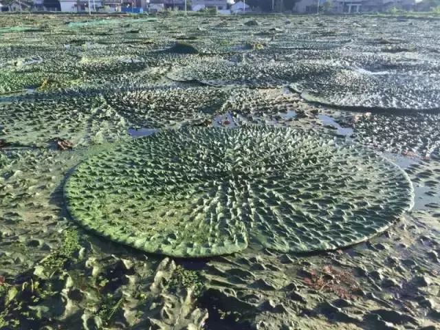 荷兰豆致富经_荷兰豆养殖专家_荷兰豆种植效益