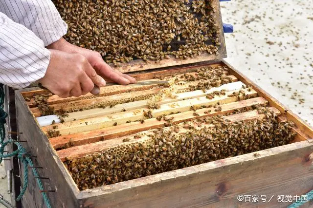 养殖交流群群规该怎么写_双王群的养殖技术_养殖群的养是什么意思
