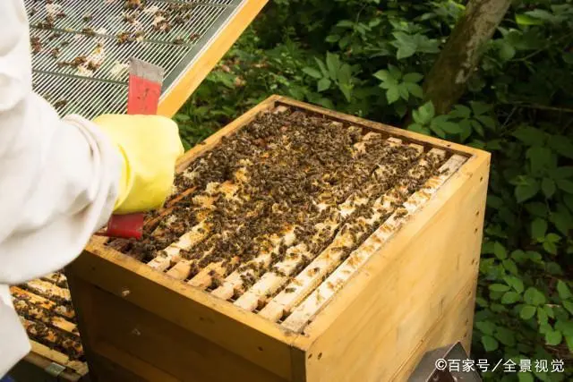 双王群的养殖技术_养殖群群规_养殖技术交流群群规