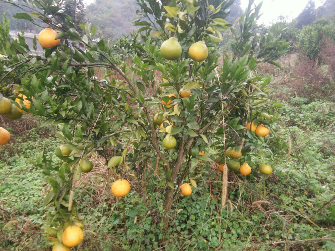 种植致富的思路_种植致富业_种植致富经创业项目