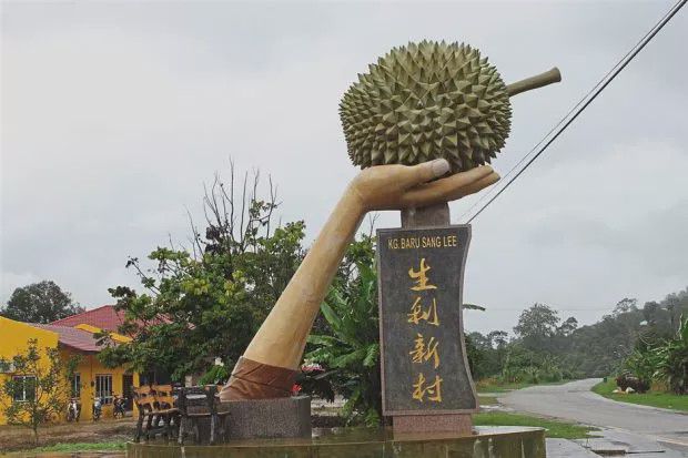 种植榴莲的方法_榴莲种植技术大全_种植榴莲大全技术与管理