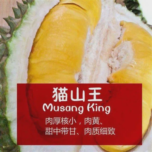 种植榴莲大全技术与管理_榴莲种植技术大全_种植榴莲的方法