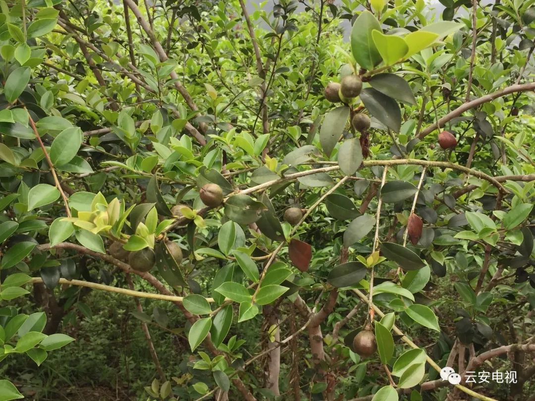 致富树种植方法_致富种植树方法视频_致富种植树方法图片