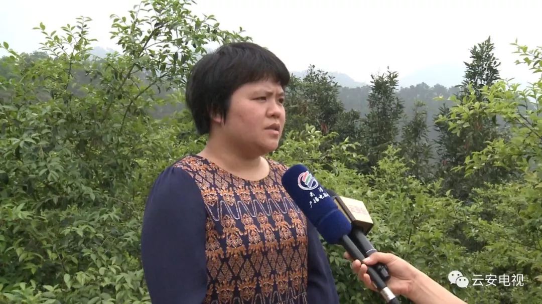 致富种植树方法图片_致富种植树方法视频_致富树种植方法