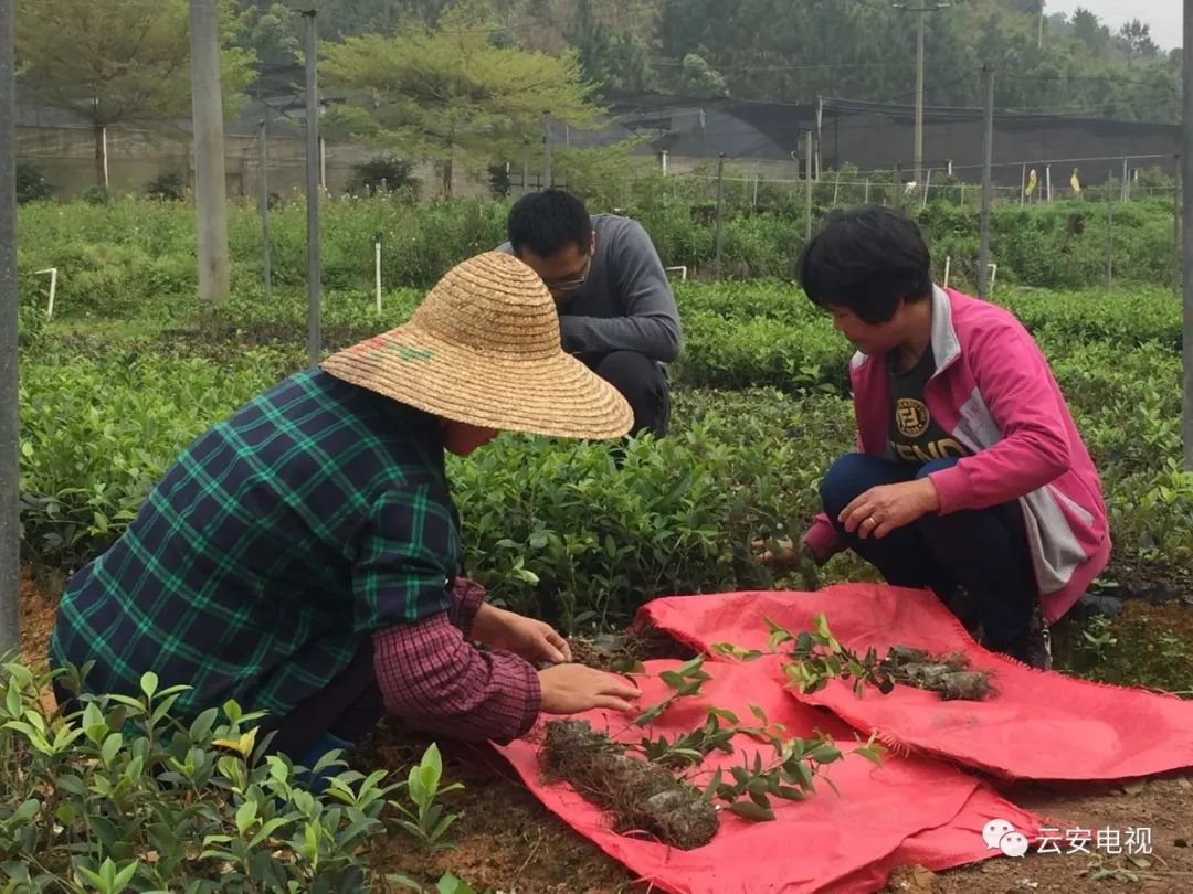 致富种植树方法视频_致富种植树方法图片_致富树种植方法