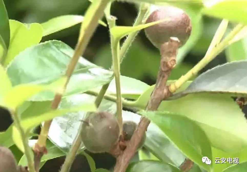 致富树种植方法_致富种植树方法视频_致富种植树方法图片