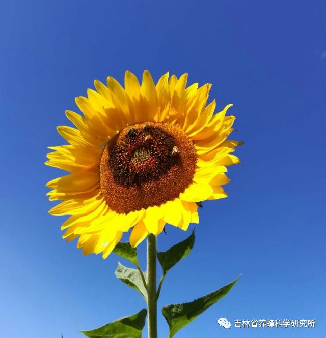 向日葵养殖技术有哪些_向日葵养殖过程_向日葵的养殖技术