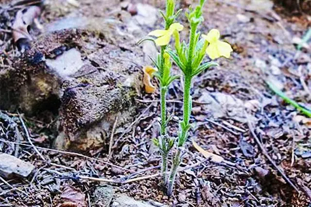 四季蒜苗种植致富_种植独脚金致富_孝感农业致富种植各种水果网