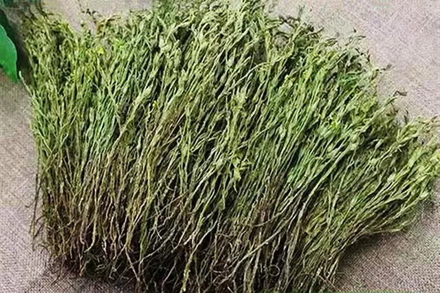 孝感农业致富种植各种水果网_种植独脚金致富_四季蒜苗种植致富