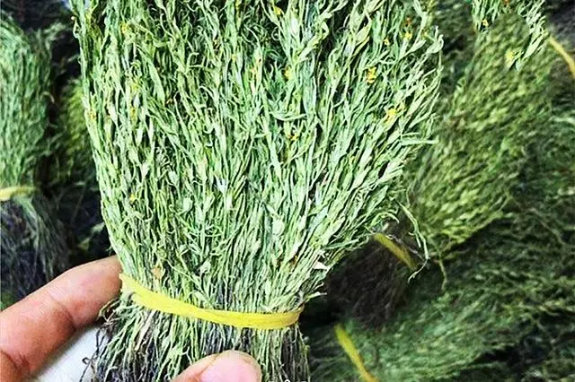 孝感农业致富种植各种水果网_种植独脚金致富_四季蒜苗种植致富