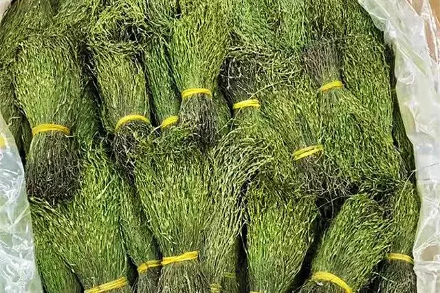 孝感农业致富种植各种水果网_四季蒜苗种植致富_种植独脚金致富