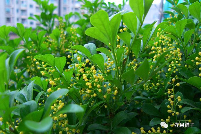 米兰花的养殖方法