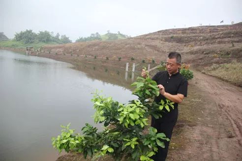名贵树苗种植_盆景名贵树种种植致富项目_5种名贵树种花卉盆景