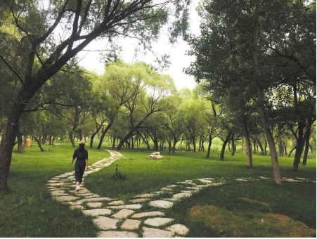 5种名贵树种花卉盆景_盆景名贵树种种植致富项目_种名贵树有哪些好处