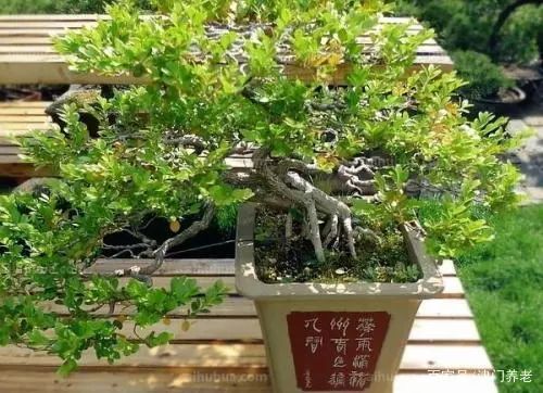 米兰养殖花技术视频_米兰养殖花技术与管理_米兰花的养殖技术