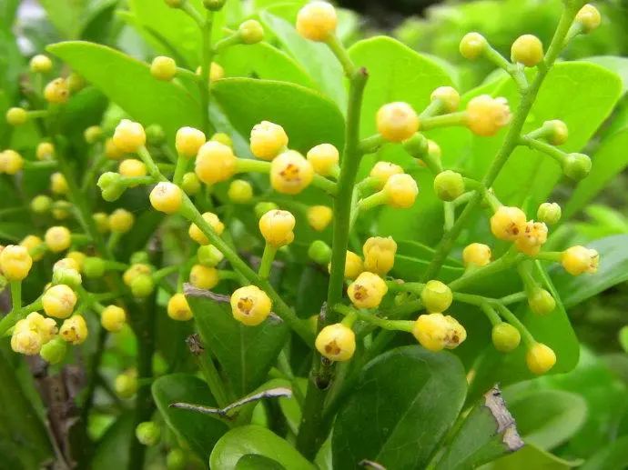 米兰花的养殖技术_米兰养殖花技术与管理_米兰养殖花技术视频