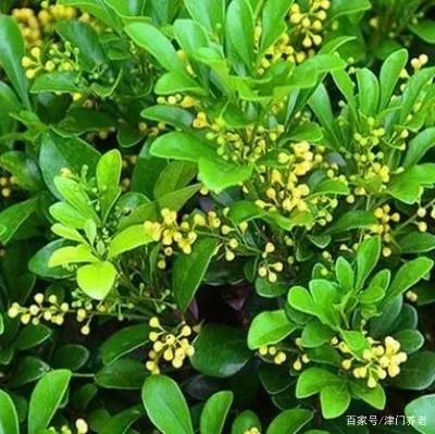 米兰养殖花技术与管理_米兰花的养殖技术_米兰养殖花技术视频