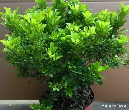 米兰养殖花技术与管理_米兰养殖花技术视频_米兰花的养殖技术