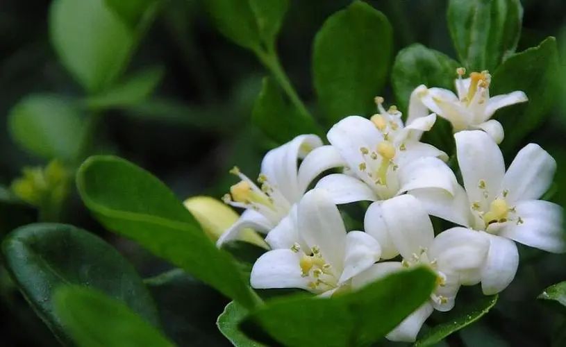 米兰养殖花技术视频_米兰养殖花技术与管理_米兰花的养殖技术
