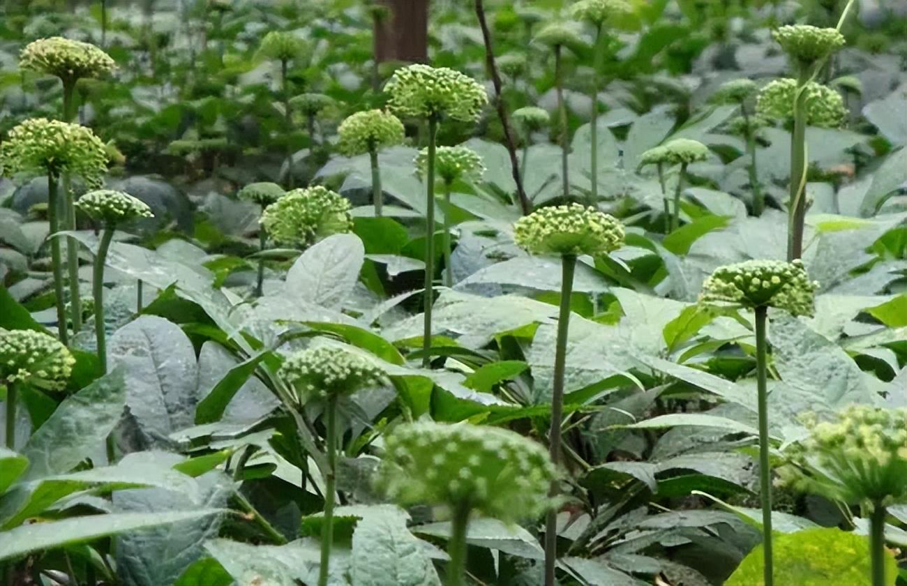 致富冷门种植行业是什么_致富冷门种植行业有哪些_冷门种植致富行业