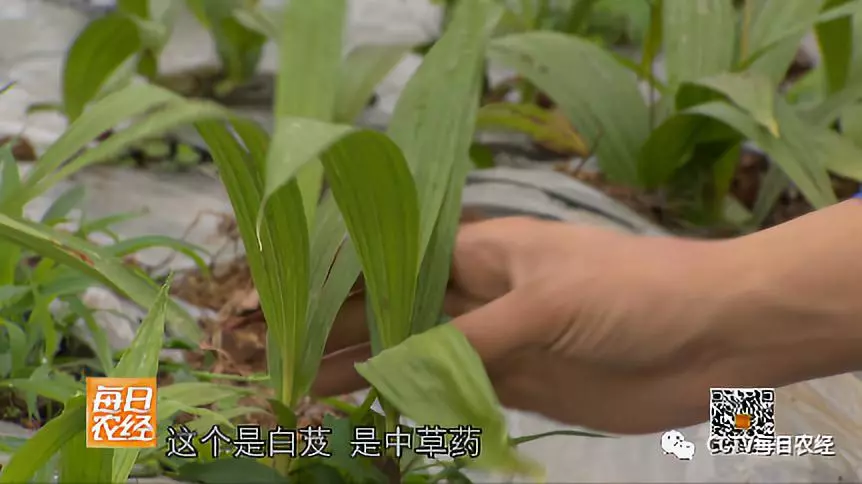蓝莓助农_每日农经致富经蓝莓_致富经蓝莓