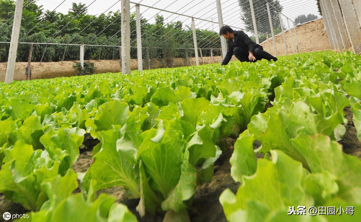 种植生菜赚钱吗_生菜种植技术视频_致富经种生菜